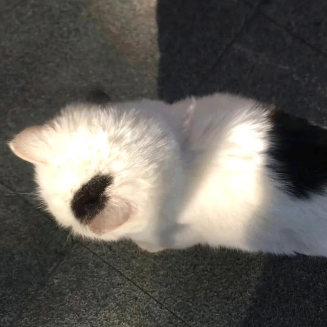 憨憨