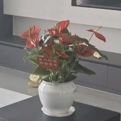 万事顺遂🇨🇳《兵妈》