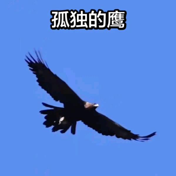 💫宠  你猎鹰🥂