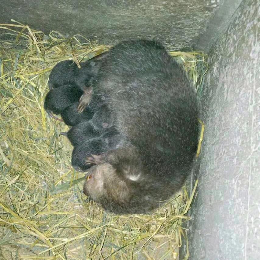 老涛 竹鼠豪猪 P发