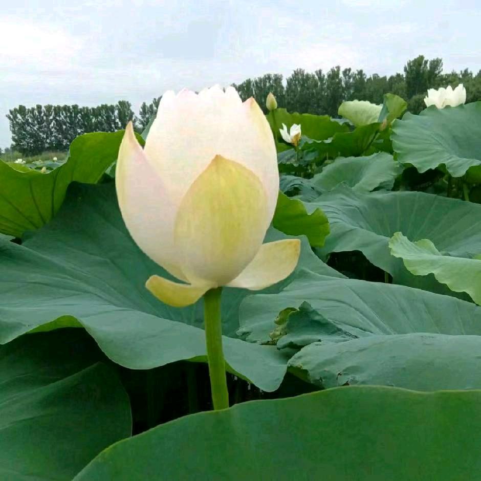 虚伪最现实