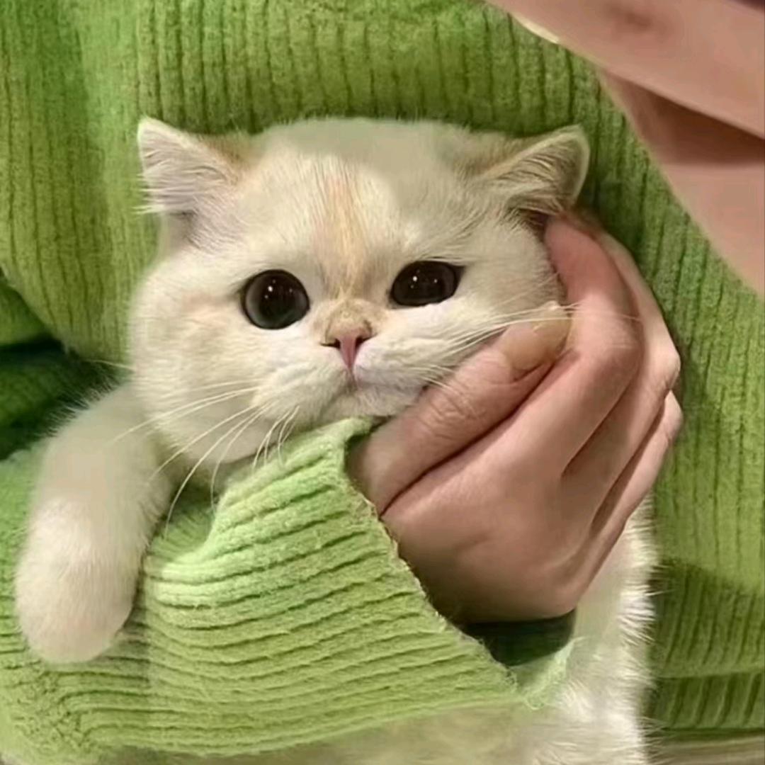 @蜡笔小金