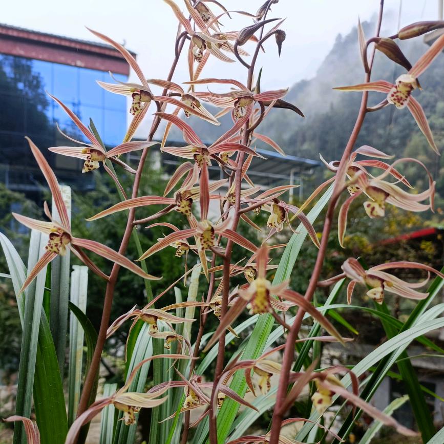 小黄花卉