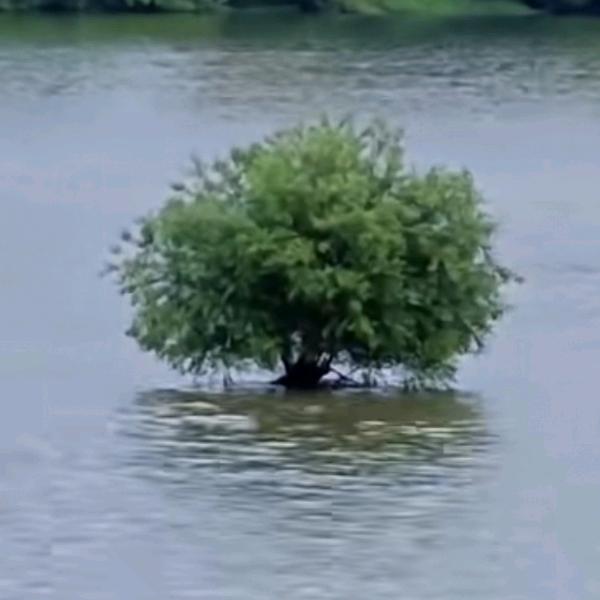元生