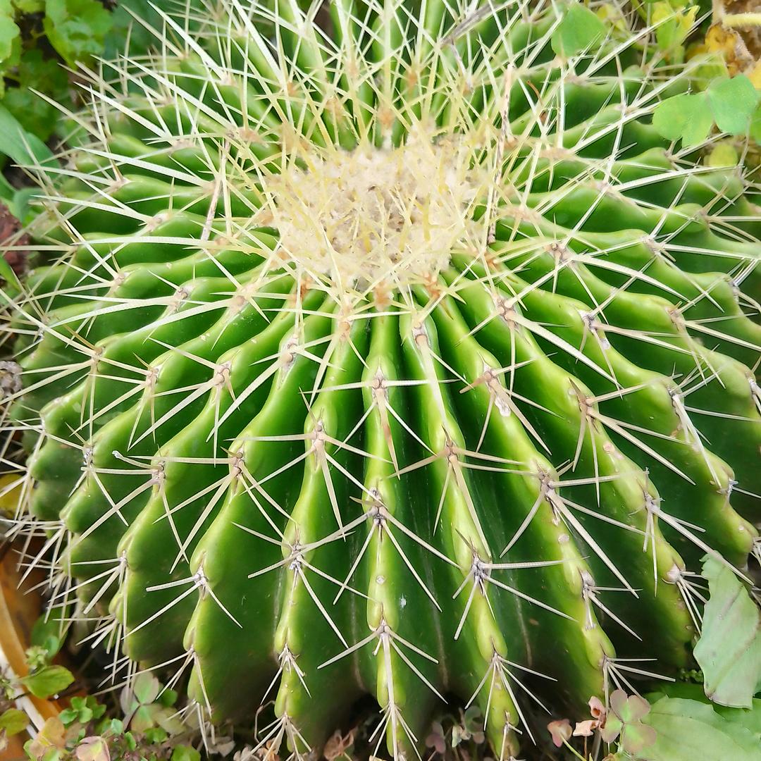 豆花哥