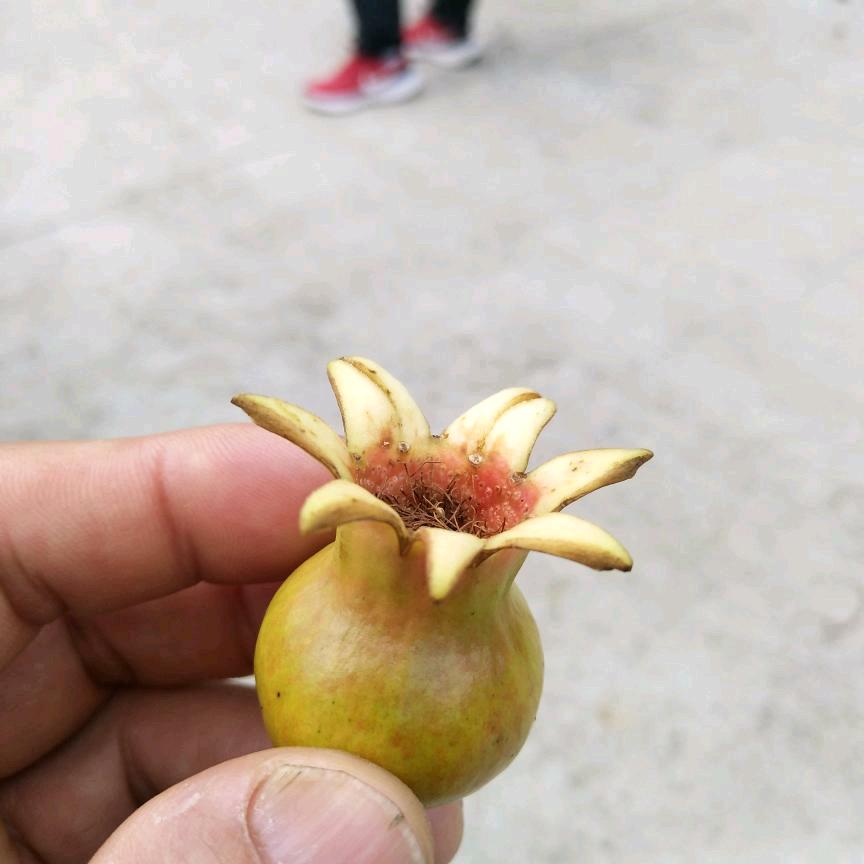 丰乐农场
