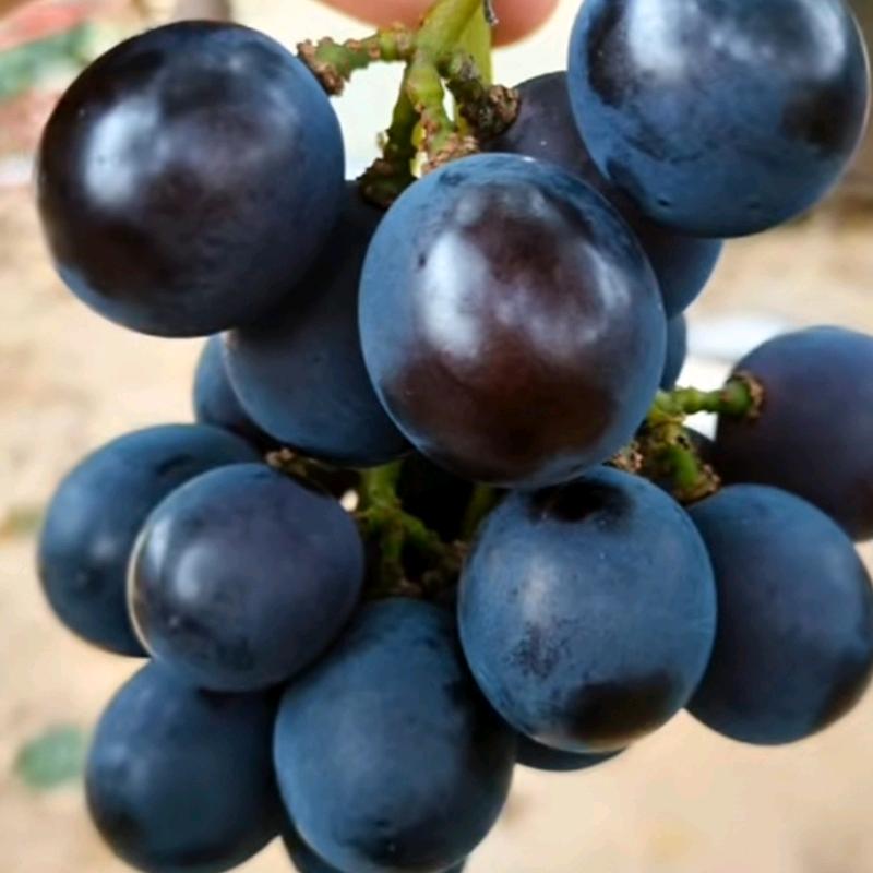 红葡萄（襄城县）