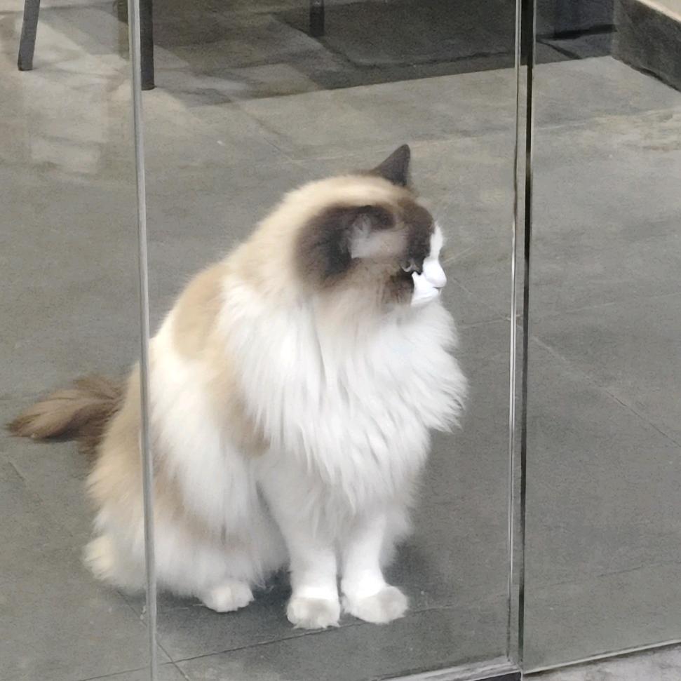 皇冠梨不香香