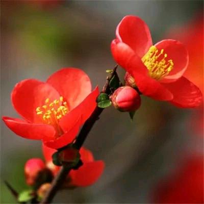 春暖花开