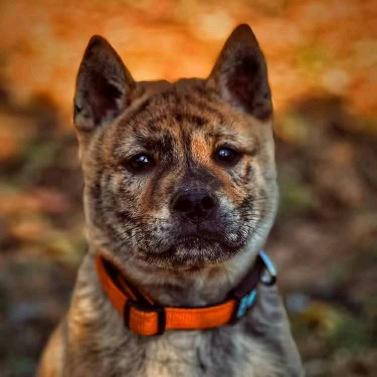 小飞飞高颜值土猎犬