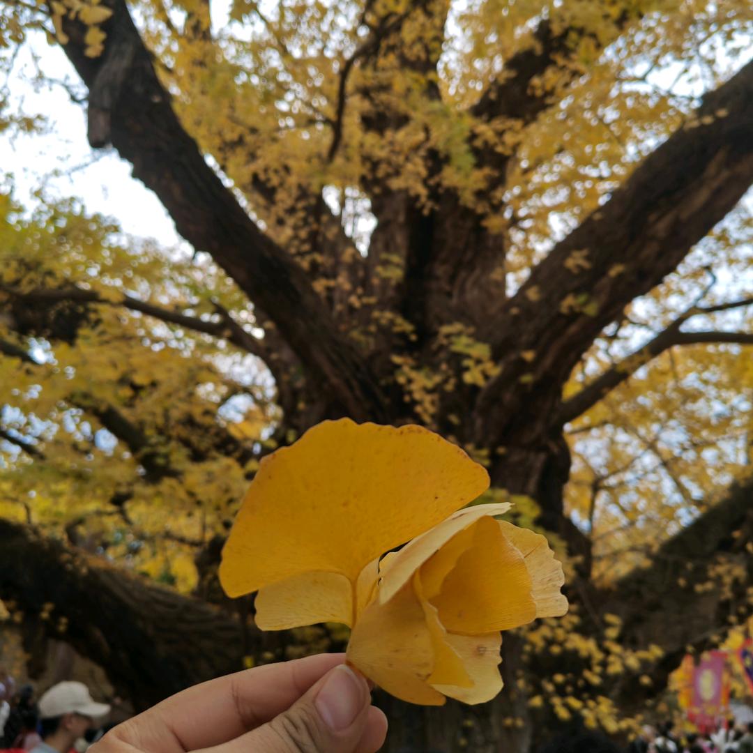 静待花开