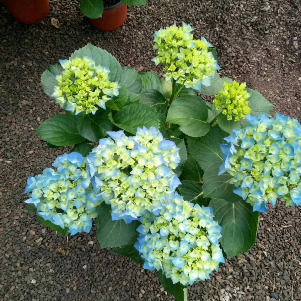 洛阳岳芹蓝色绣球