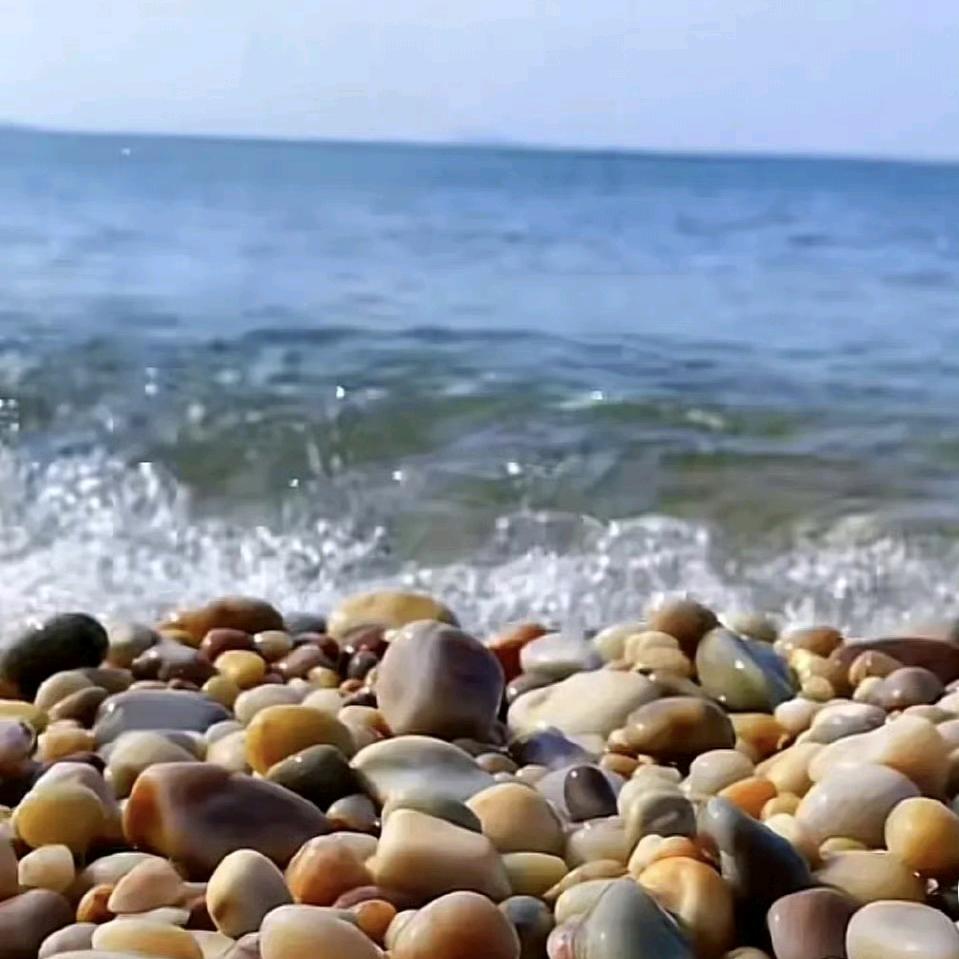 海石花