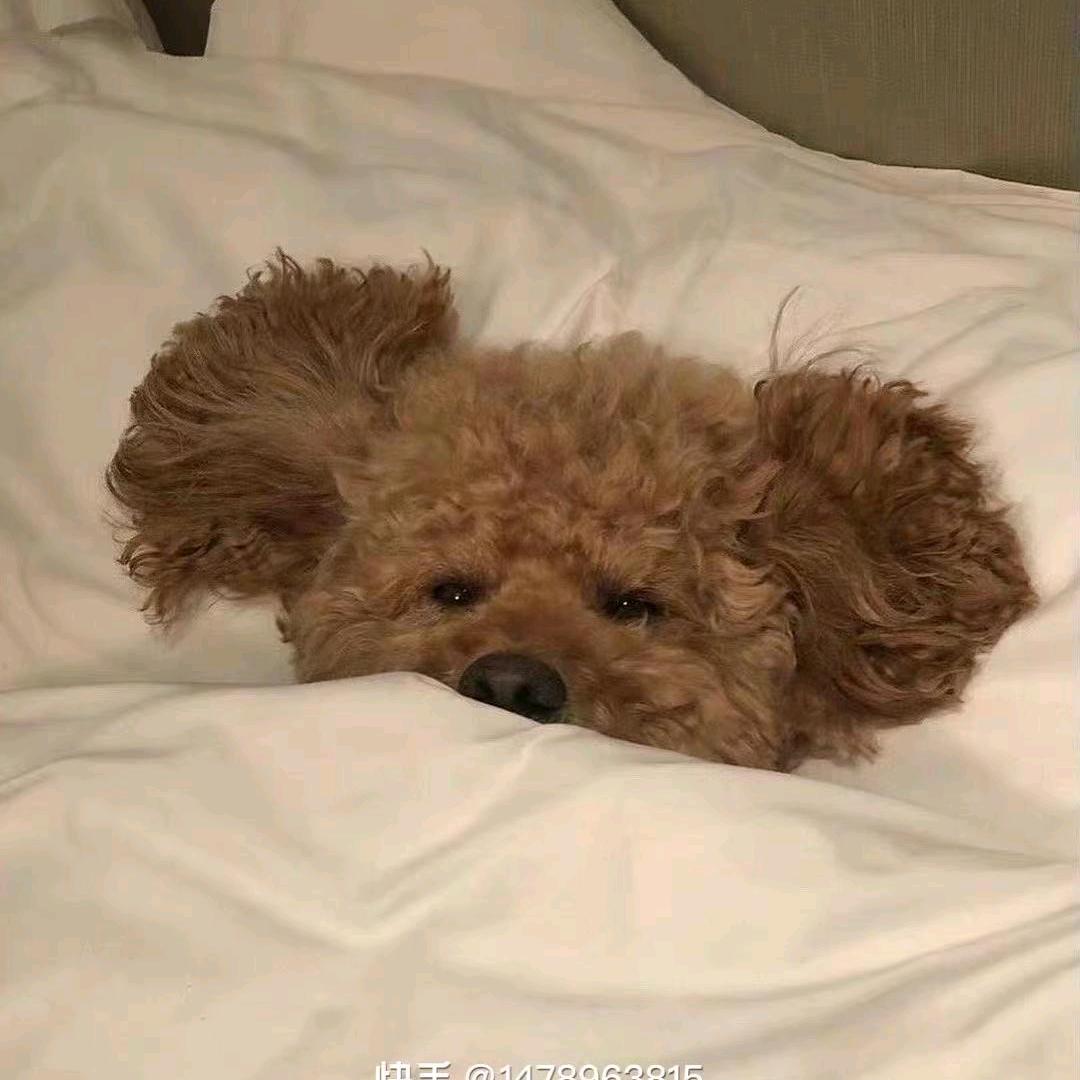 泰老板的摸鱼指南