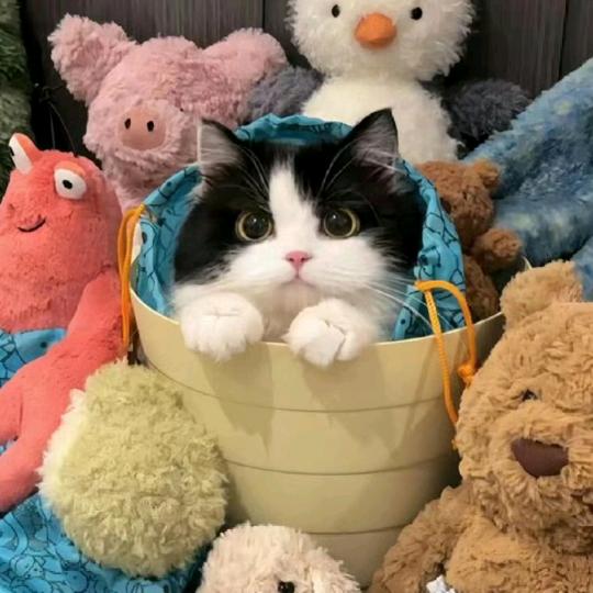 薛定谔的猫（爱分享版）