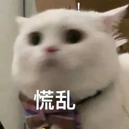 笨笨的聪明蛋...