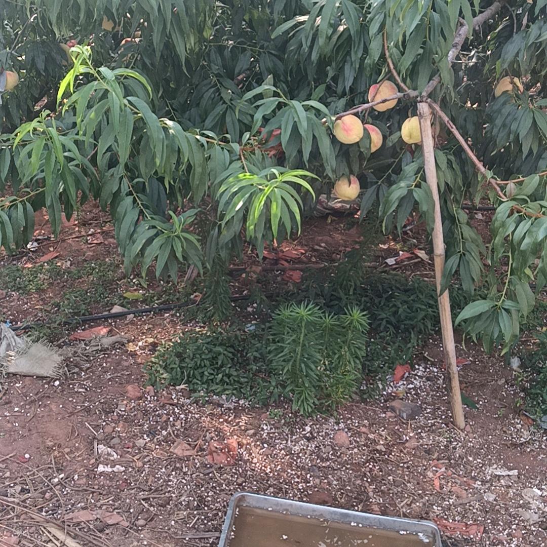 生产新鲜水果