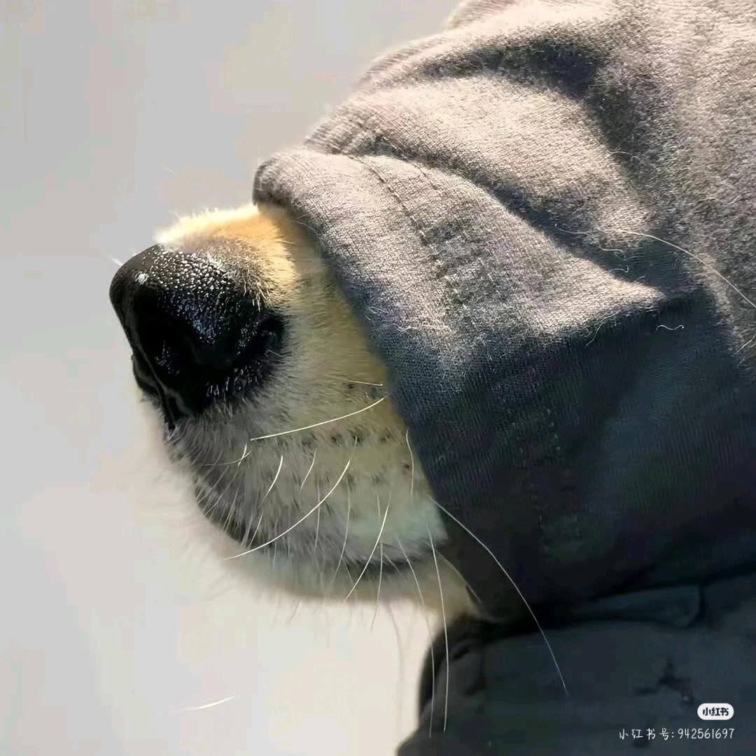 你丢了一个源子