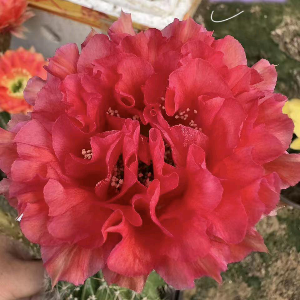 （田田）球屋花卉苗圃