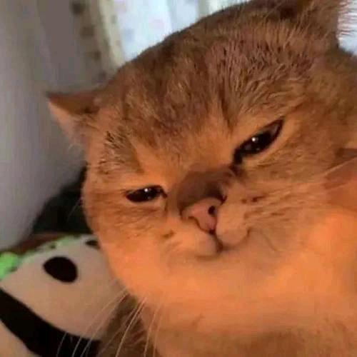 爱吃虾滑的卓酱