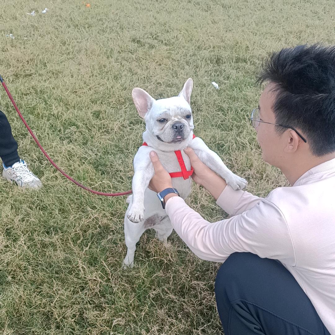 狗狗夜总汇
