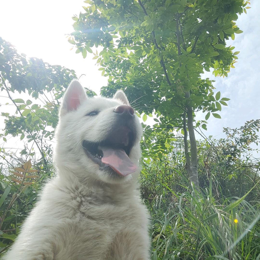 六六养菜狗🐶
