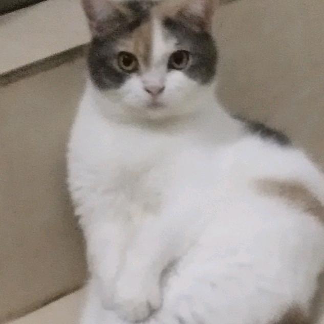 虽然菜但就是爱玩