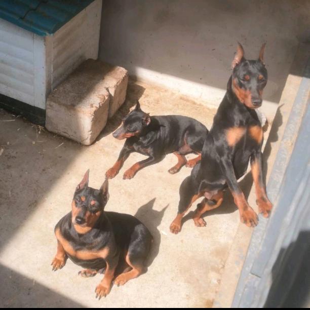 牧源犬舍-迷你杜宾犬