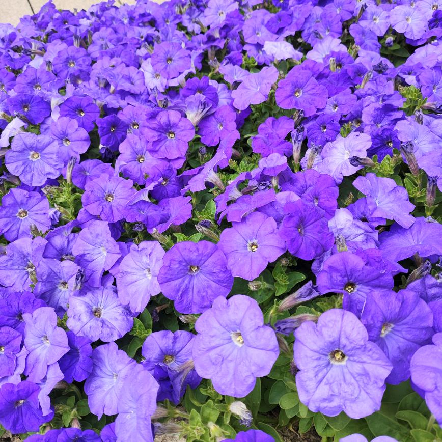 珍惜当下，就是安好