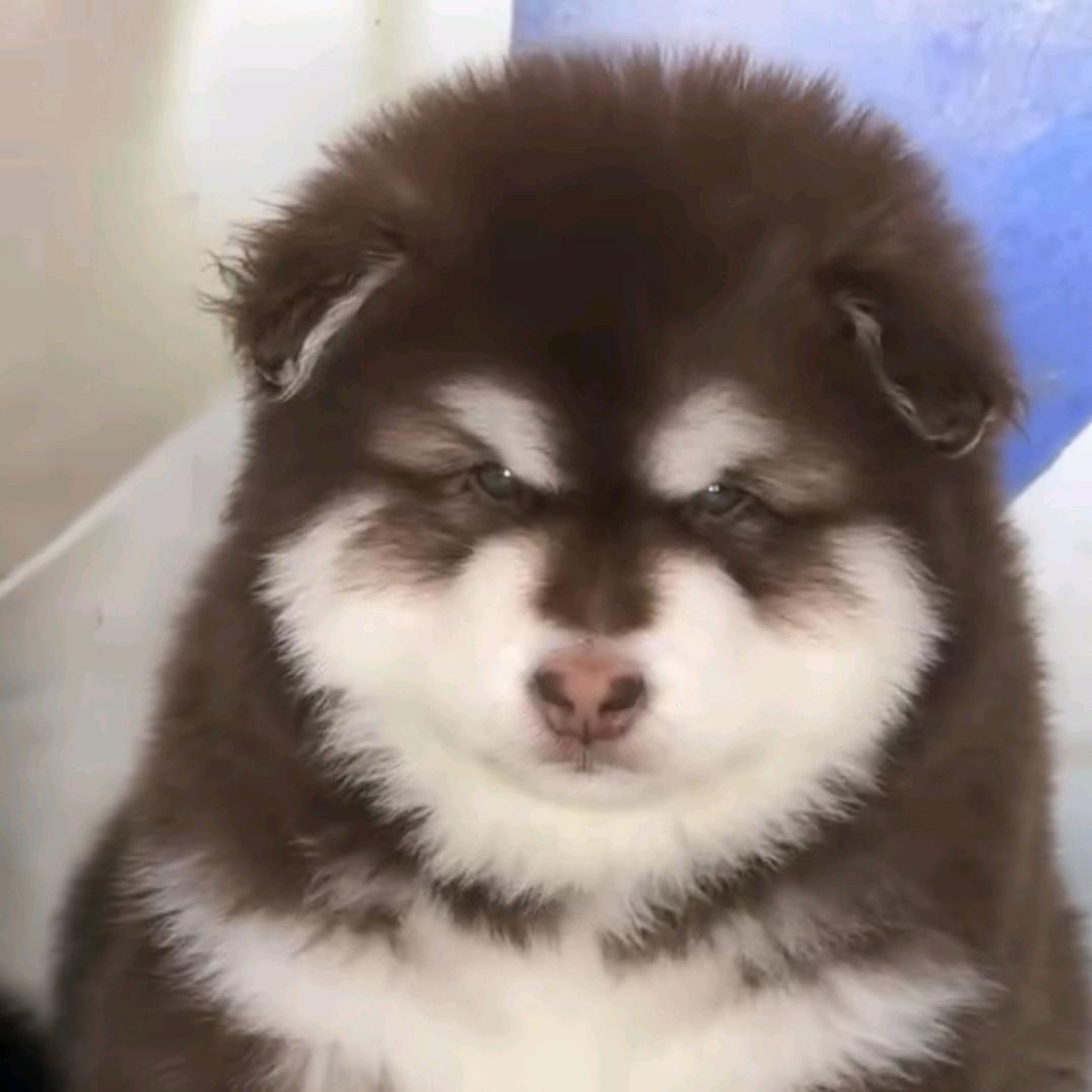 麦兜犬舍直播号（阿拉斯加犬）