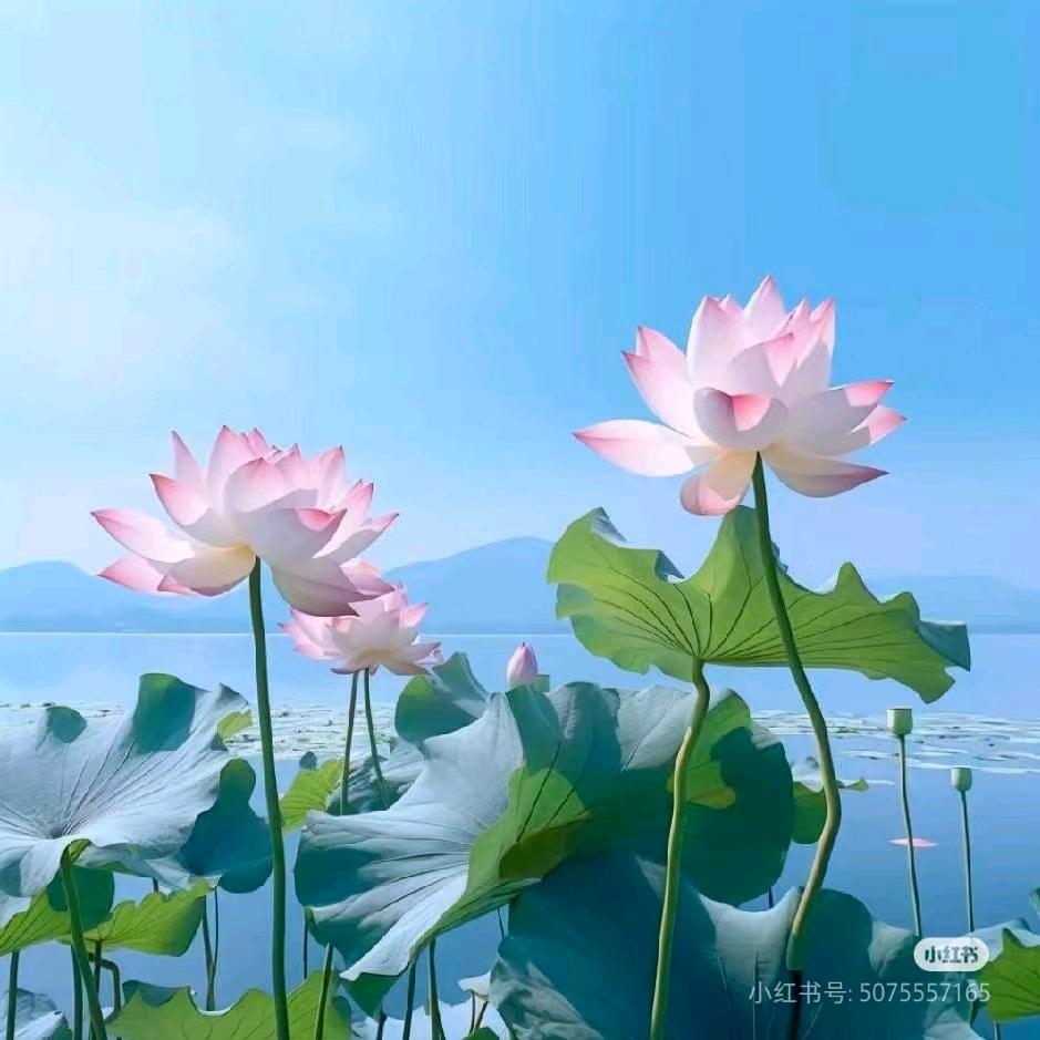 蔡二姐