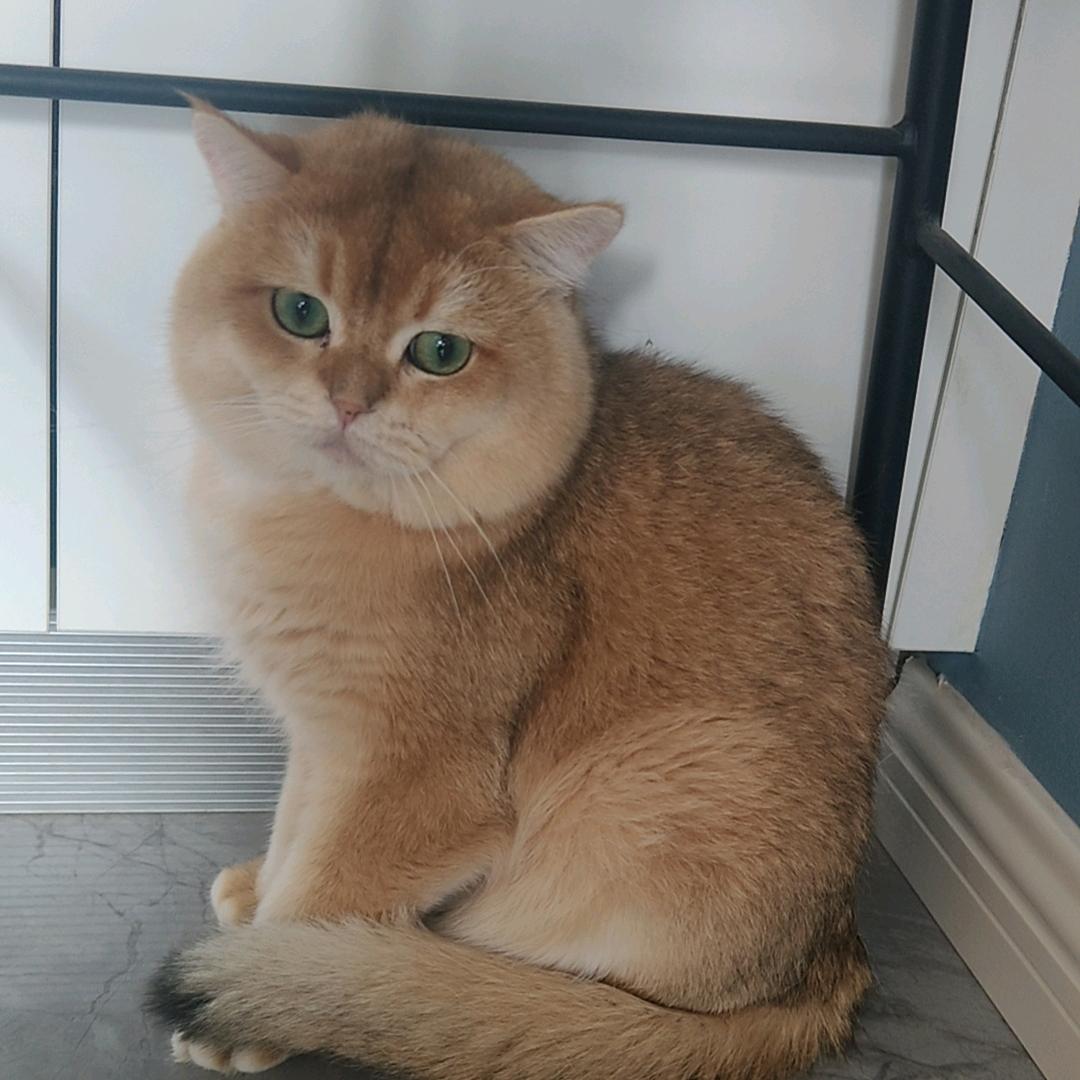 小仙女金渐层猫舍