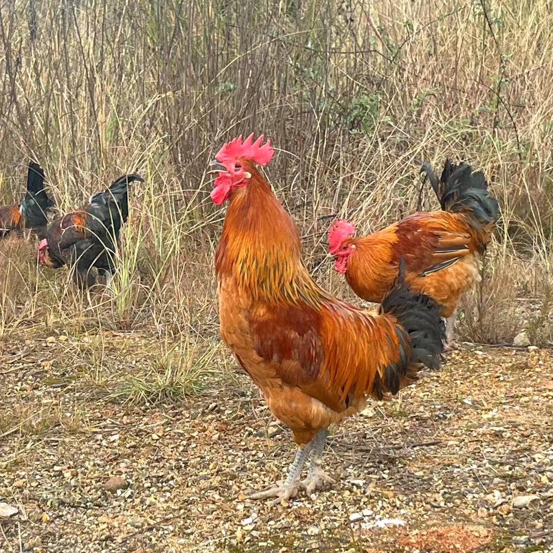瑞鸿土鸡