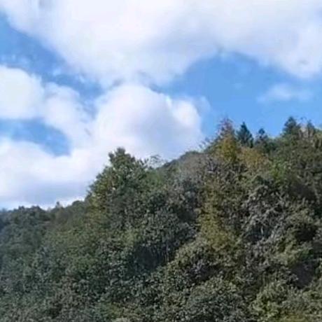 朱霞