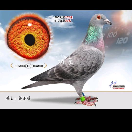 一诺赛鸽