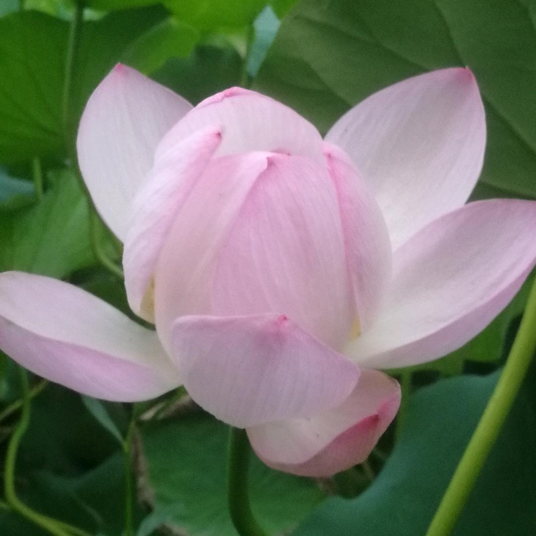 顺其自然