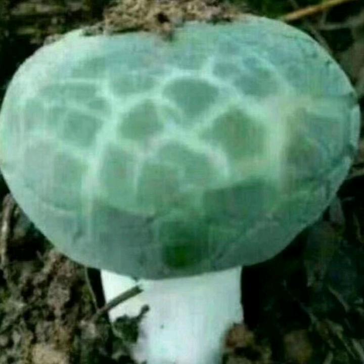 苦乐哥