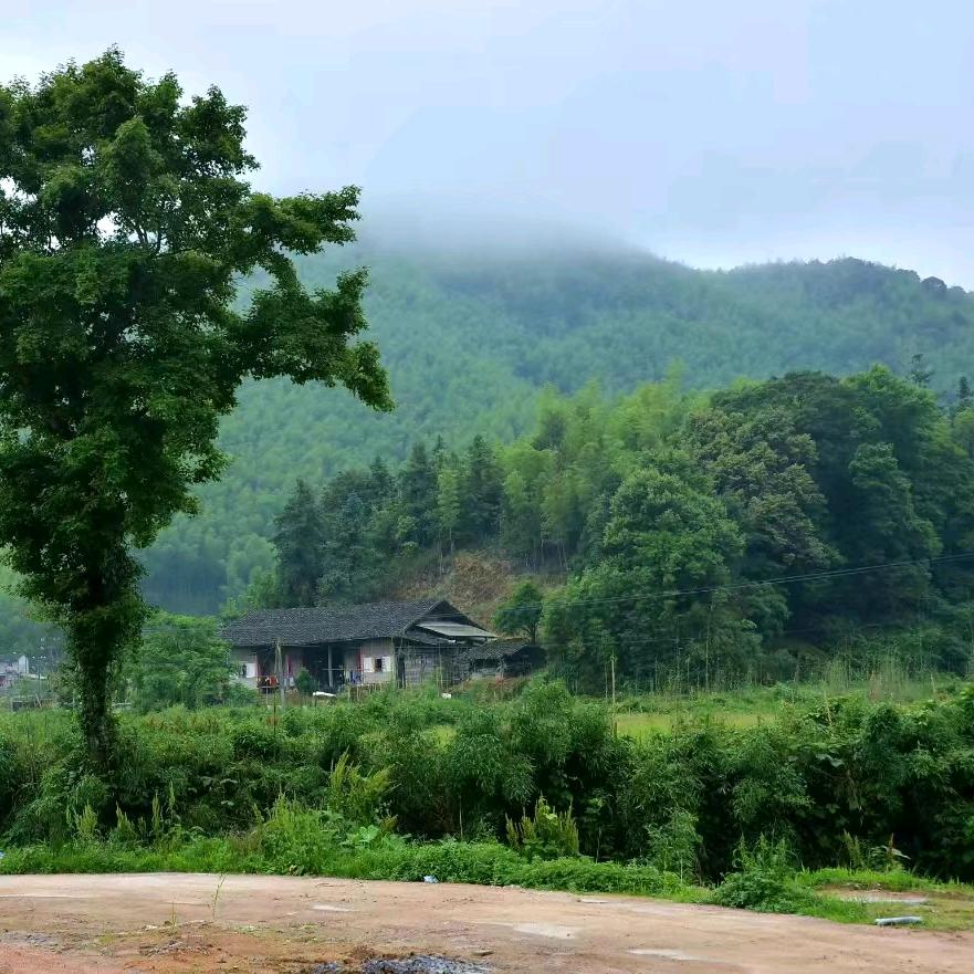 哈密瓜