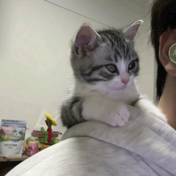 红楼梦里的那只猫