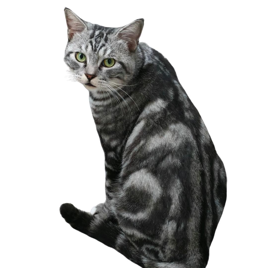 尼尼仔