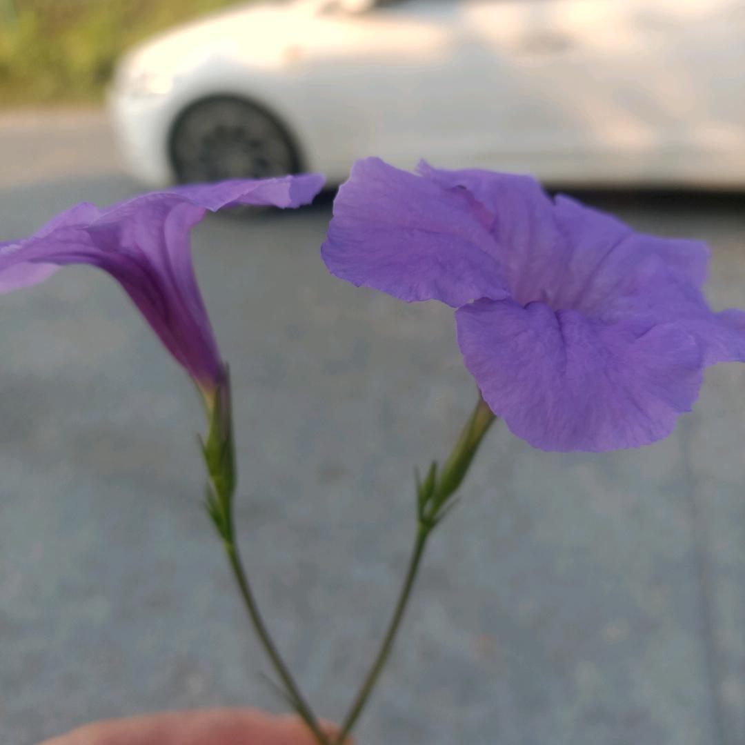 陶蓝