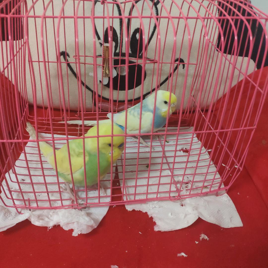 可爱的小鸟🐦