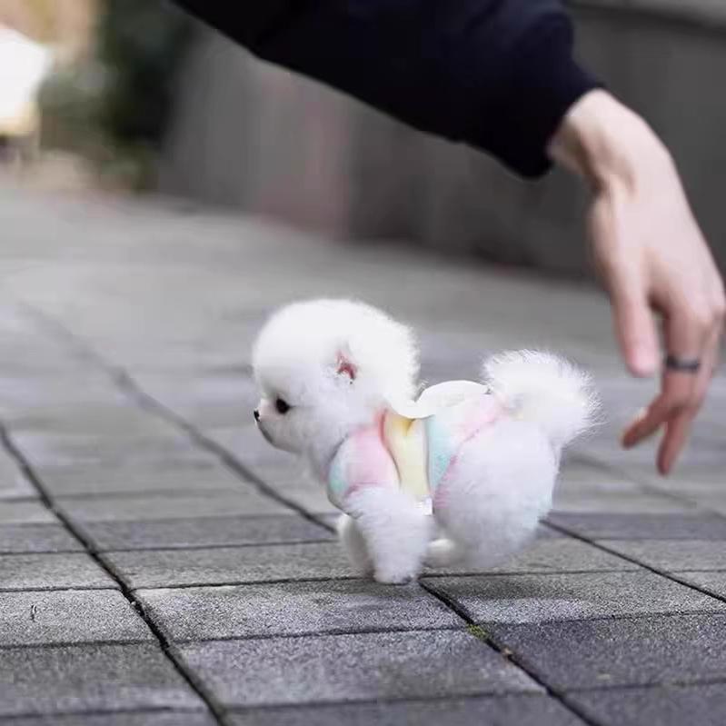 昊天家的博美比熊小型犬直播8号