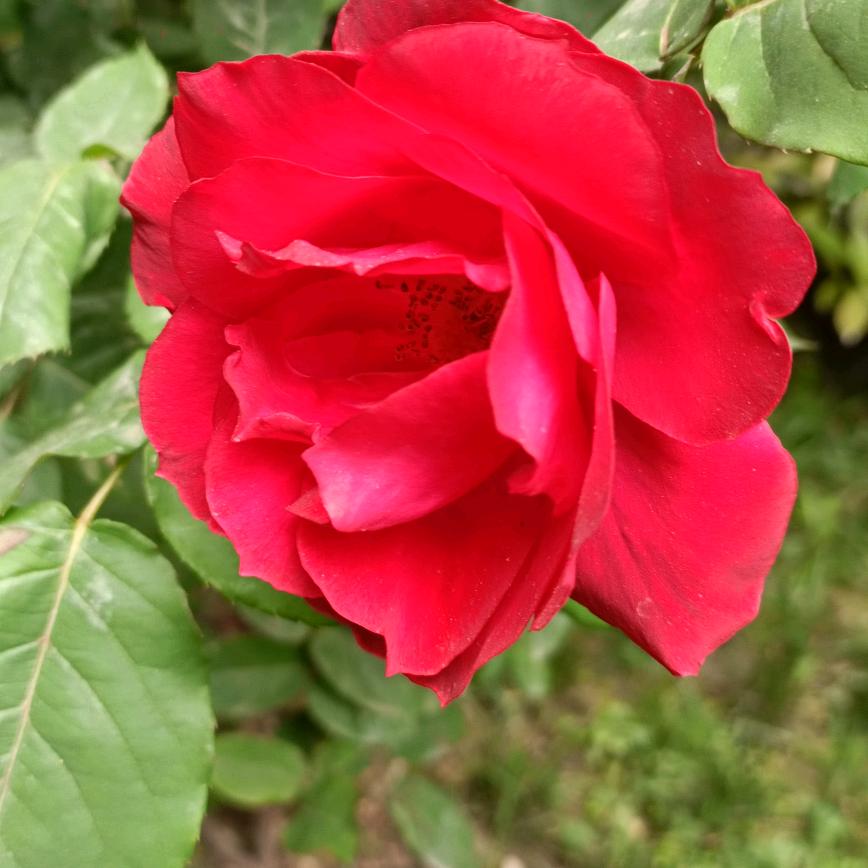 梅花