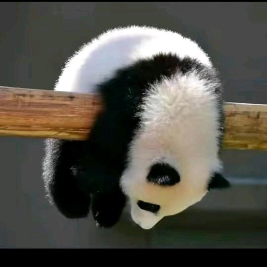 🌙月亮是我踹弯哒