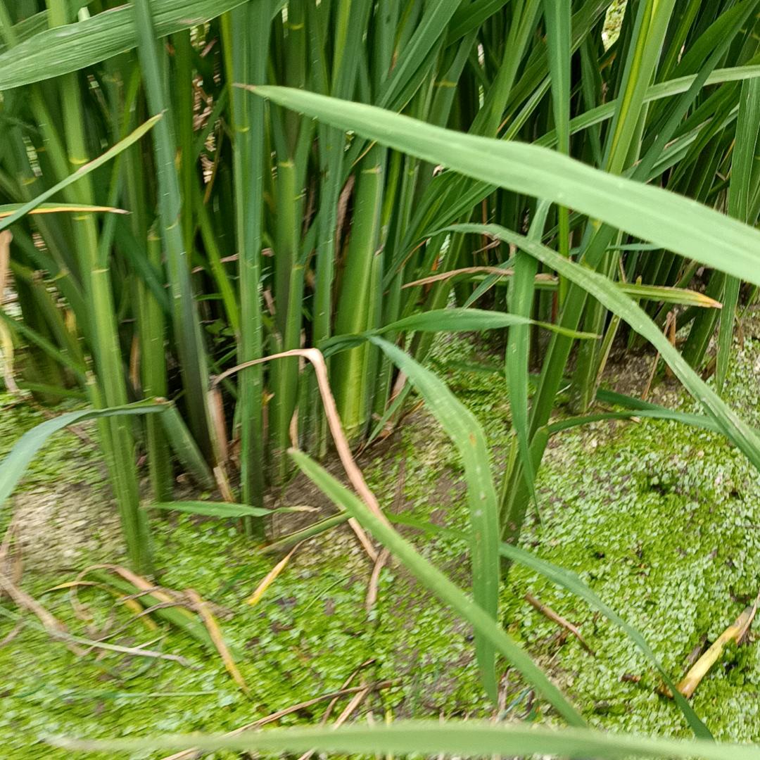 仰氏茭白种植家庭农场