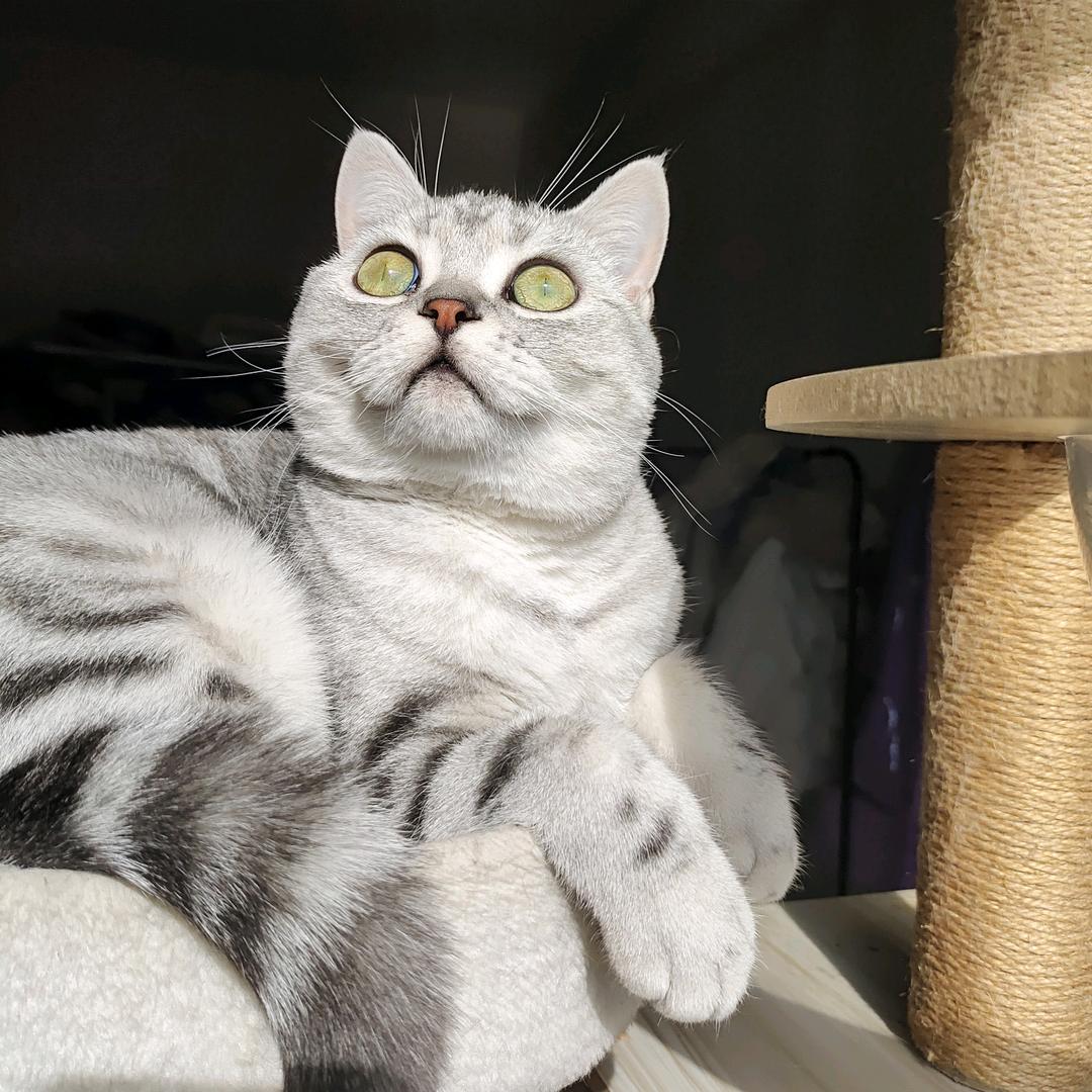 她说难过的眼睛像柏林的一场雾