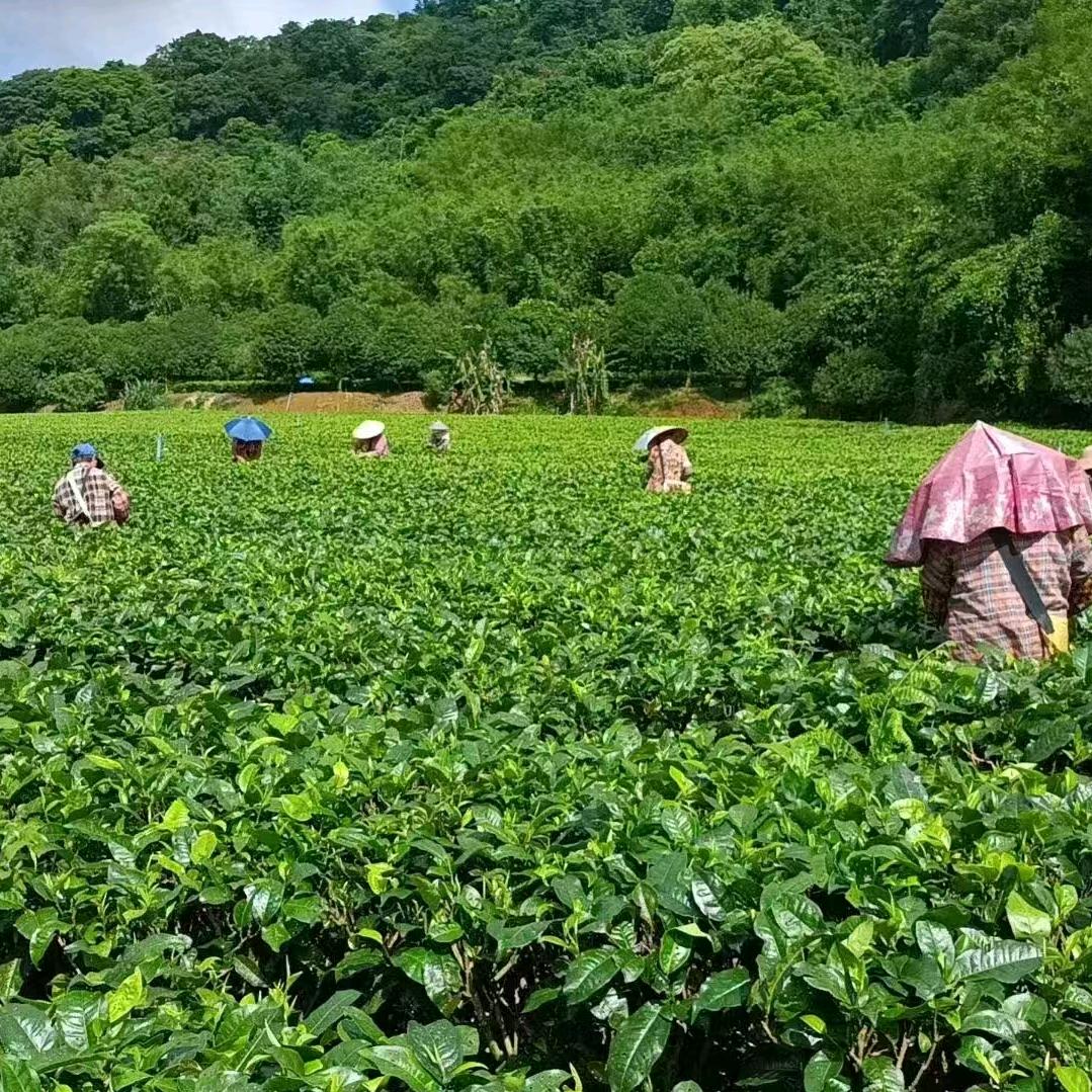 仙桥红英红九号