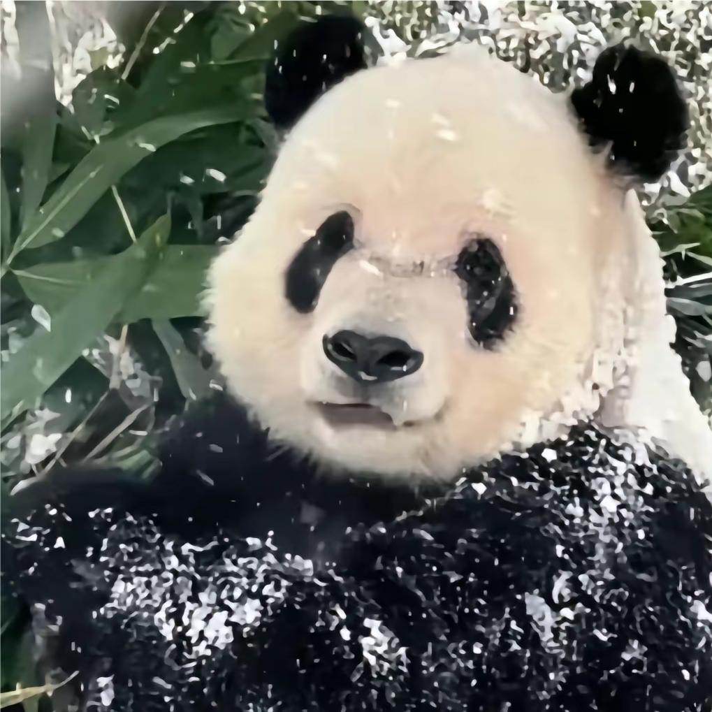 🐼