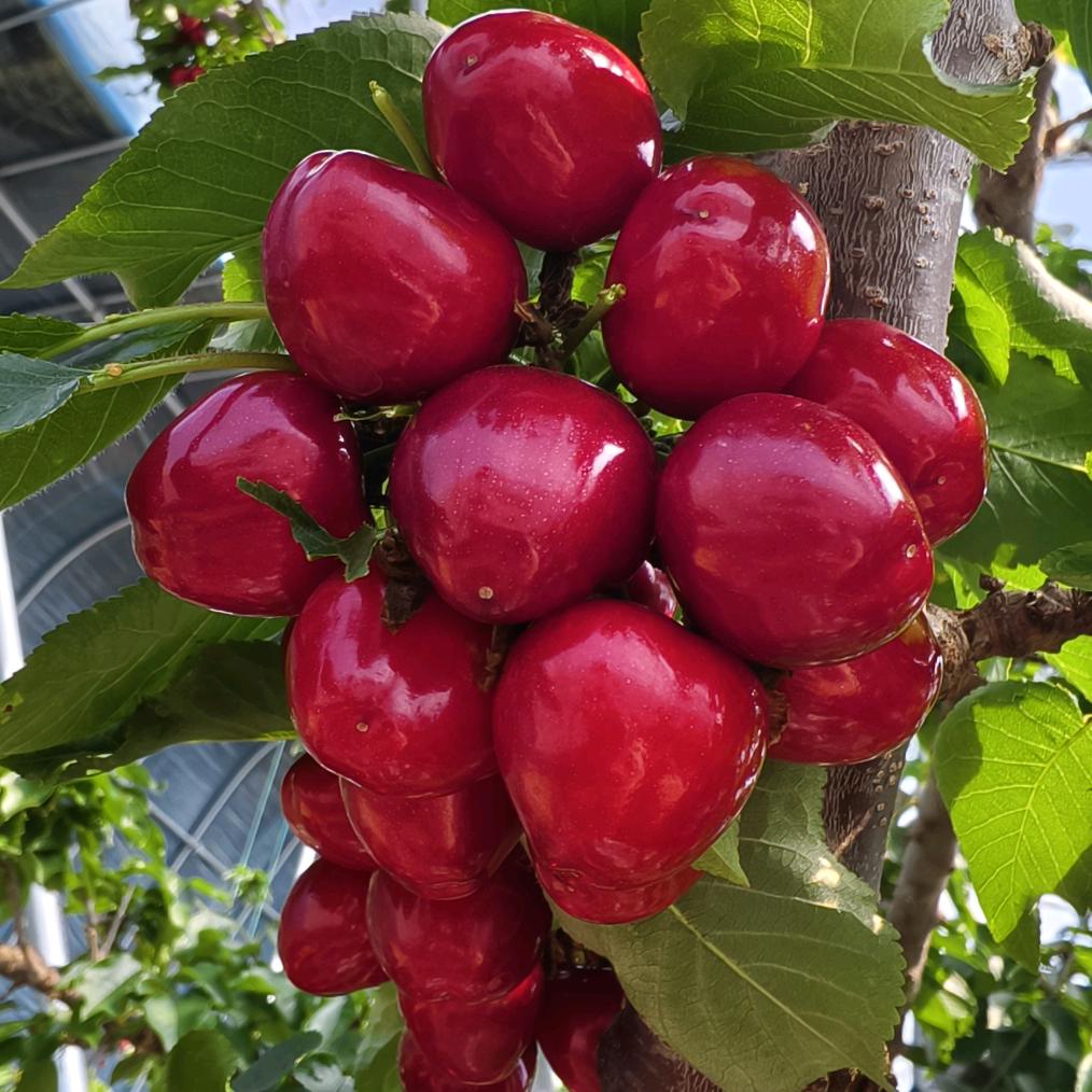 平度云山高杰果品购销（各种水果）